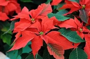 Poinsettia Plant Seeds for Garden Planting - NON GMO Seeds Dhara Seeds