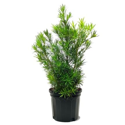 Podocarpu - Heirloom, Non - Gmo Seeds