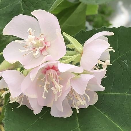 White Dombeya Flower - Heirloom, Non - Gmo Seeds