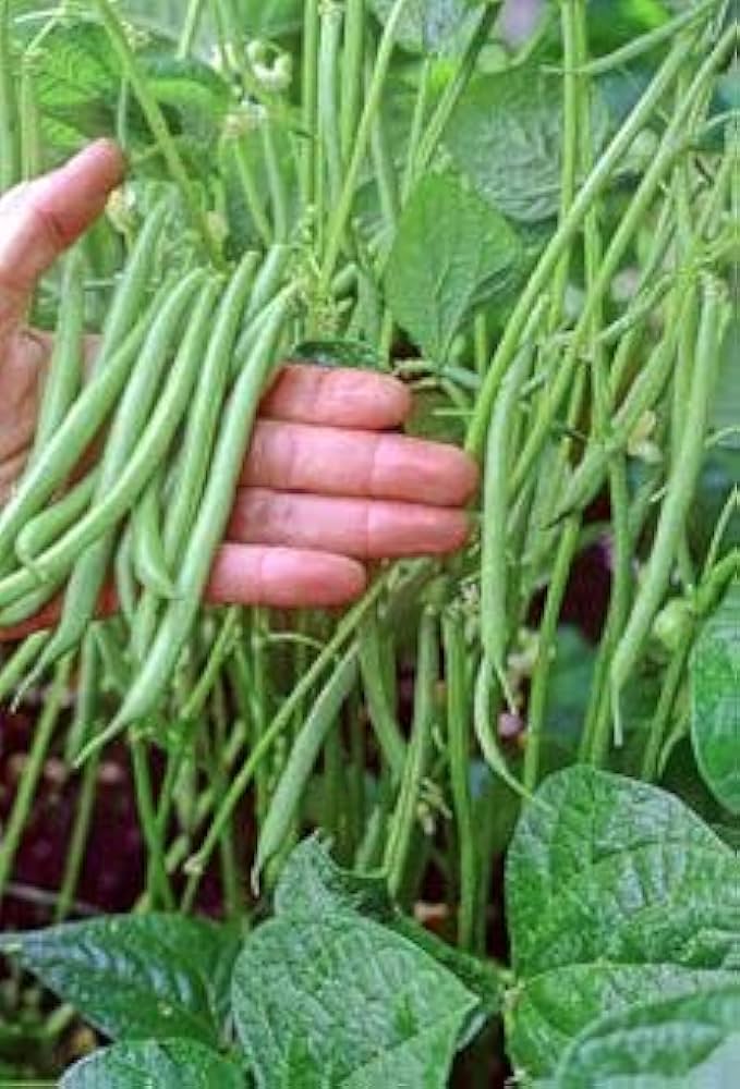 White bush bean (Phaseolus vulgaris) seeds for garden planting