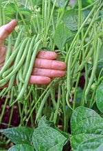 White bush bean (Phaseolus vulgaris) seeds for garden planting