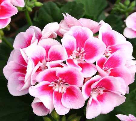 Geranium Flower - Heirloom, Non - Gmo Seeds