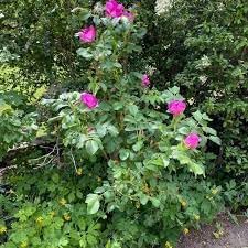 Kartoffelrose Flower Seeds for Planting, 100