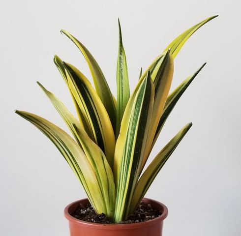 Green Paleyellow Sansevieria - Heirloom, Non - Gmo Seeds