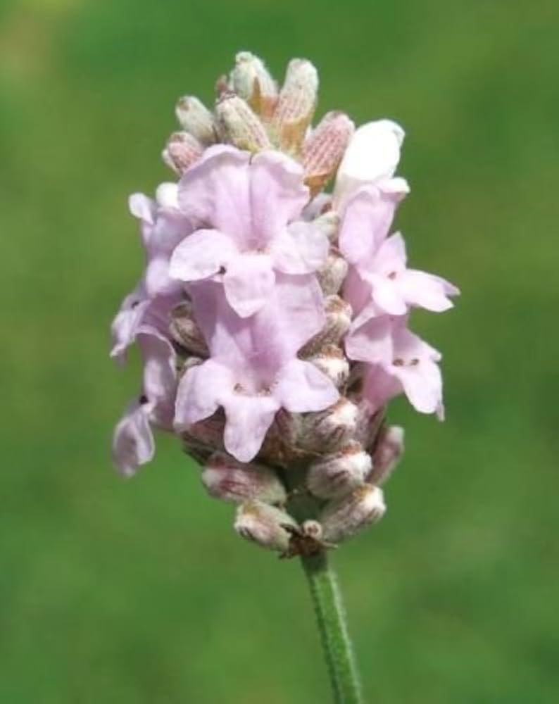 Rare Lavender Seeds Pink and White
