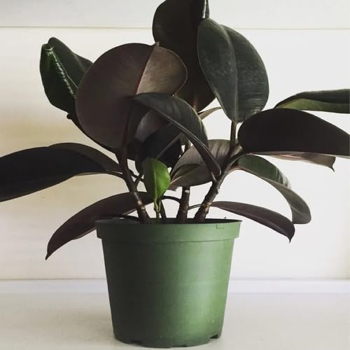 Black Ficus - Heirloom, Non - Gmo Seeds