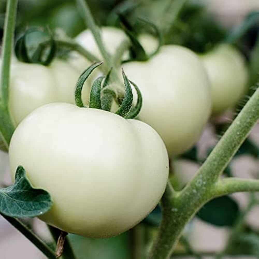 Great White Tomato Solanum lycopersicum Seeds for Planting for Urban Garden