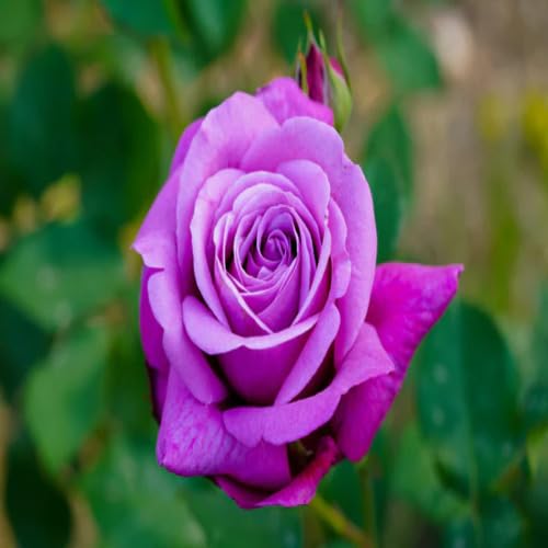 Giant Rose Flower Purple - Heirloom, Non - Gmo Seeds