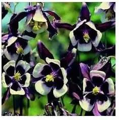 Violet White Columbine William Flower Seeds for Planting - NON GMO Seeds Dhara Seeds