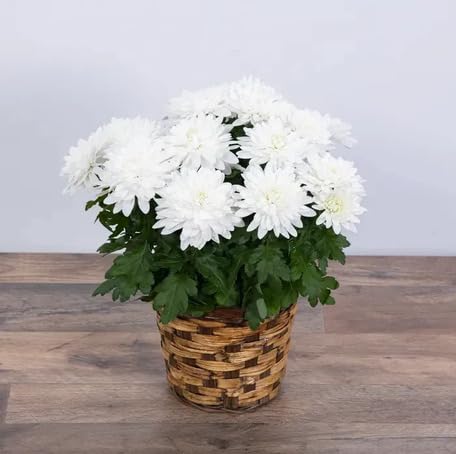 White Chrysanthemum Flower - Heirloom, Non - Gmo Seeds