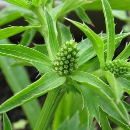 Culantro - Heirloom, Non - Gmo Seeds