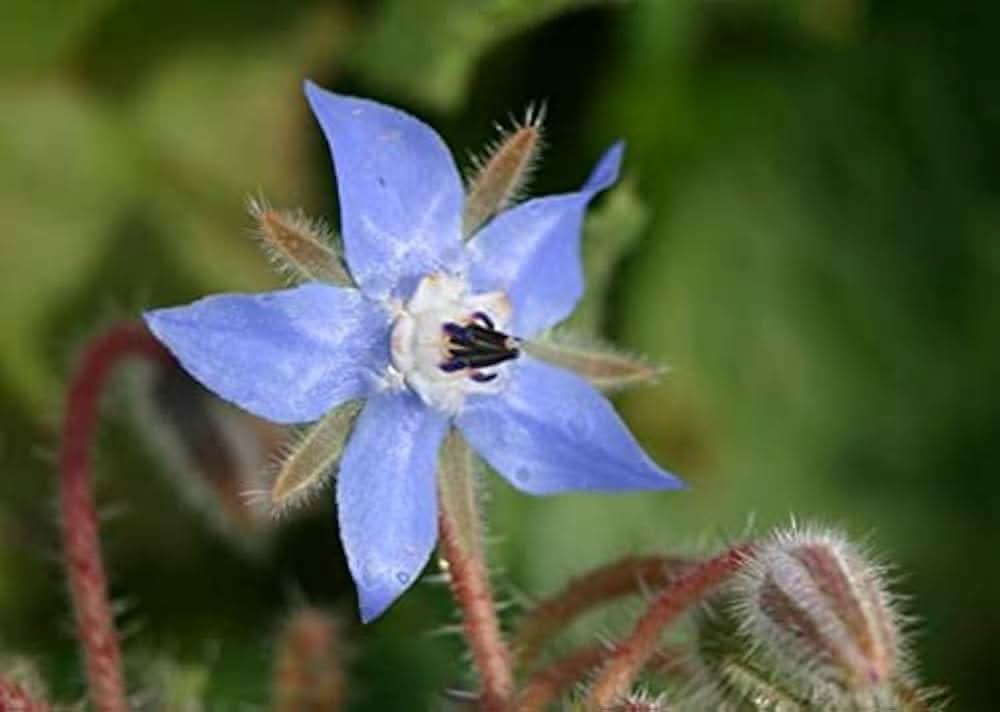Borage Borago Officinalis Mixed Colors Flower Seeds for Garden Planting