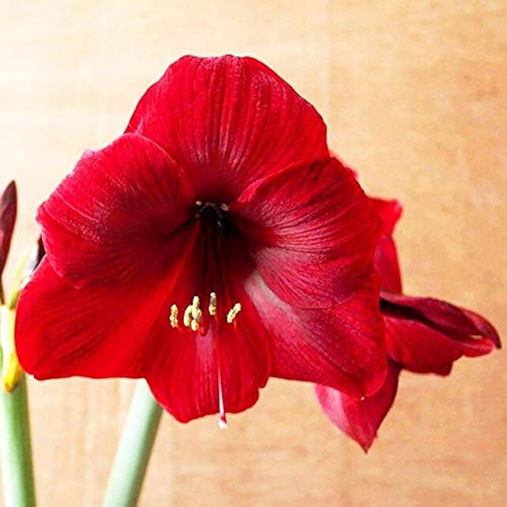Rare Rainbow Lily Seeds ( , Bonsai, Perennial, Courtyard Plant)