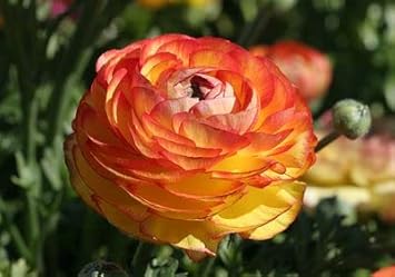 Yellow Red Ranunculus Flower Seeds – Heirloom Non-GMO Double Blooms for Garden Planting seeds for planting in home garden
