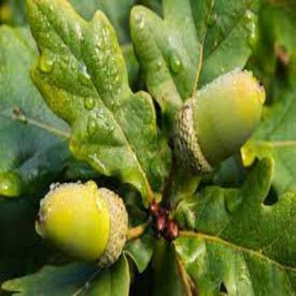 Oak Tree Green