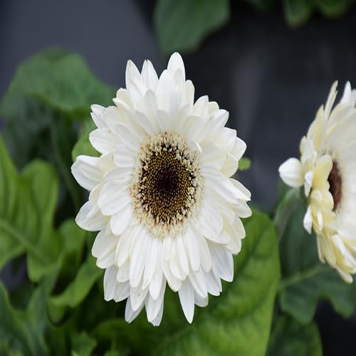 White Gerbera Daisy Flower