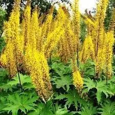 Ligularia Flower Seeds for Planting - NON GMO Seeds Dhara Seeds