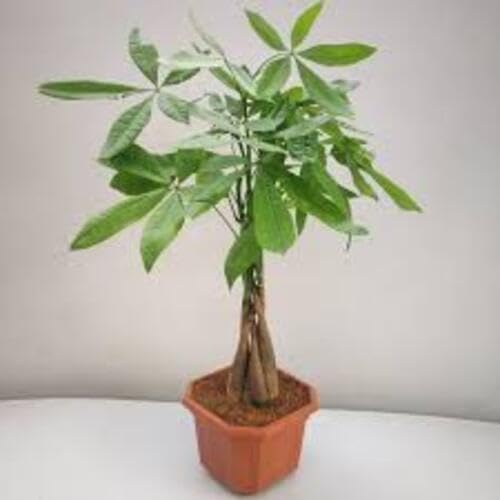 Green Pachira Macrocarpa Bonsai Tree - Heirloom, Non - Gmo Seeds