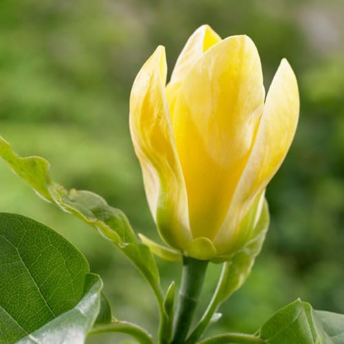 Magnolia Flower Yellow - Heirloom, Non - Gmo Seeds