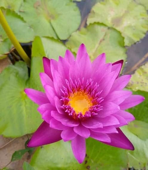 Tropical Waterlily 5 Plants Combo