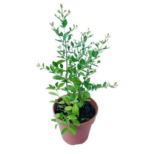 Lawsonia Tree Green - Heirloom, Non - Gmo Seeds