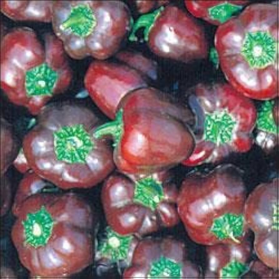 Pepper Capsicum annuum Miniature Chocolate Bell vegetable seeds for planting in kitchen garden or indoor pots