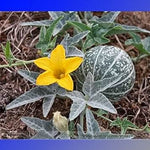 Green Calabazilla Cucurbita pepo seeds for trellis planting