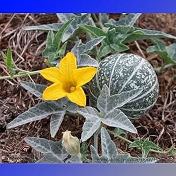 Green Calabazilla Cucurbita pepo seeds for trellis planting