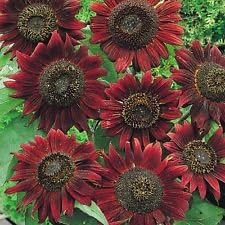 Sunflower (Sunflower scientific name) for planting in garden