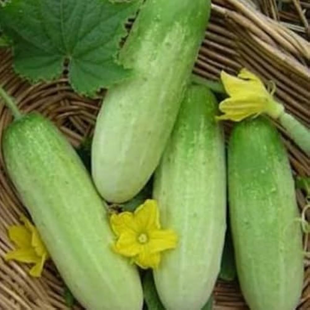 Green Cucumber Seeds – Easy-Grow Fruit Vegetable Seeds