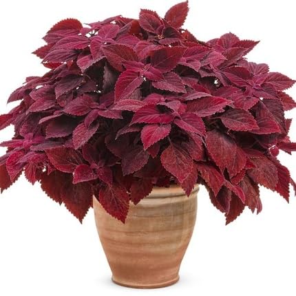 Coleus - Heirloom, Non - Gmo Seeds
