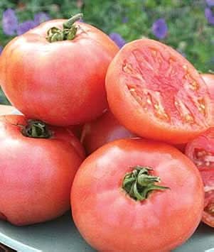 Pale Pink Big Tomato Seeds for Planting