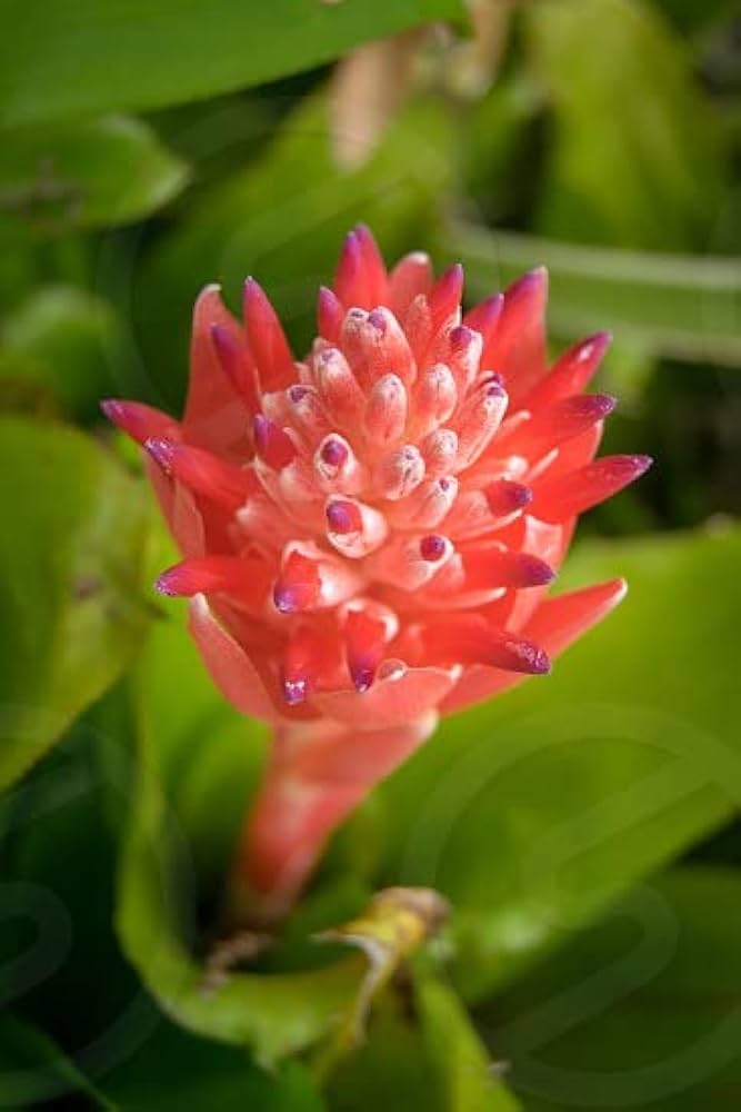 Red Bromeliad Plant Seeds for Planting - 100 pcs