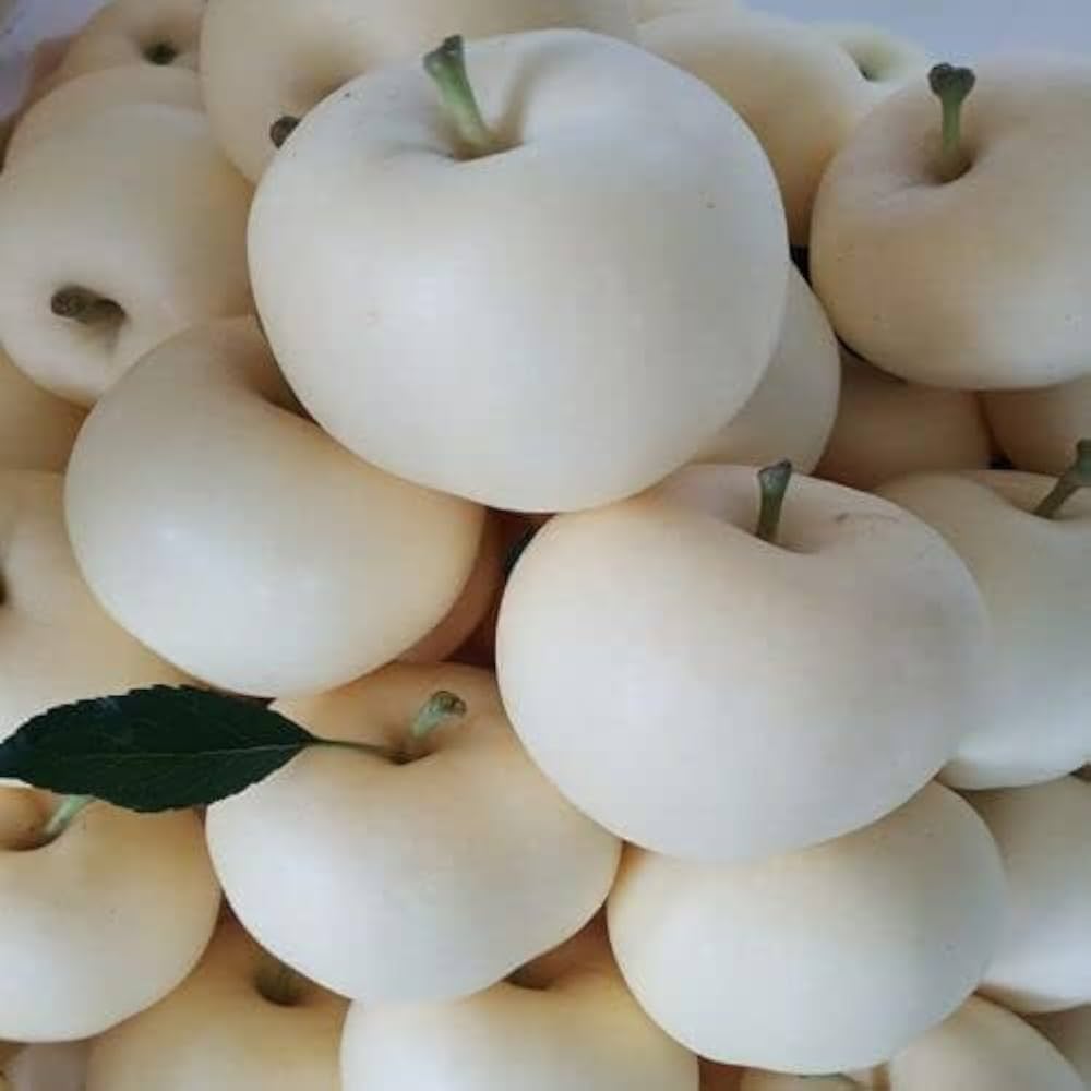 Apple Fruit Seeds (White) – Fresh Seeds for Planting White Apple Trees