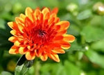 Chrysanthemum Flower Seeds Orange for Planting, NON GMO Seeds Dhara Seeds