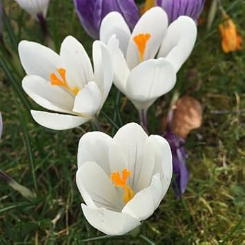 White Crocus Flower Seeds for Planting - 100