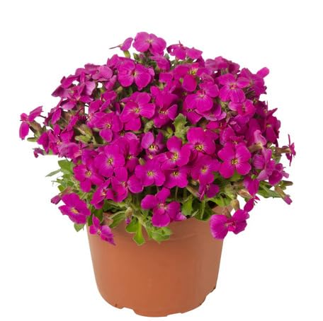 Pink Aubrieta Flower - Heirloom, Non - Gmo Seeds