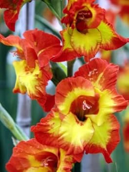 Heirloom Yellow Orange Gladiolus Flower Seeds – Non-GMO Perennial Blooms for Planting
