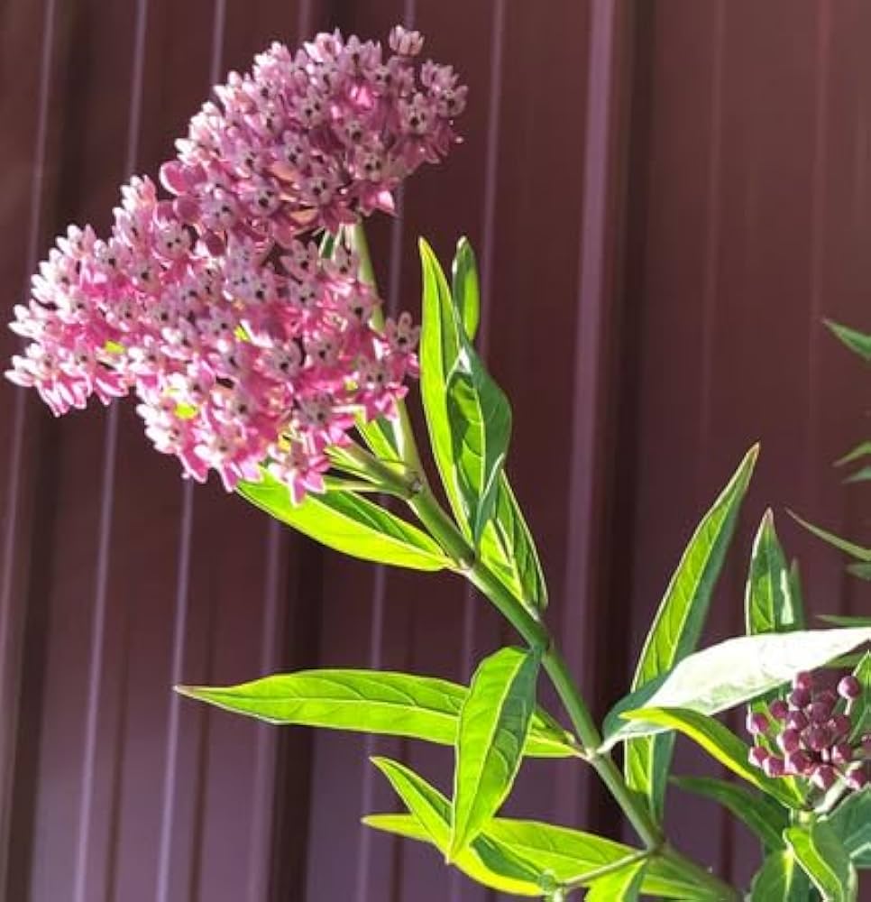 Cinderella Swamp Milkweed (Asclepias incarnata) seeds for garden planting