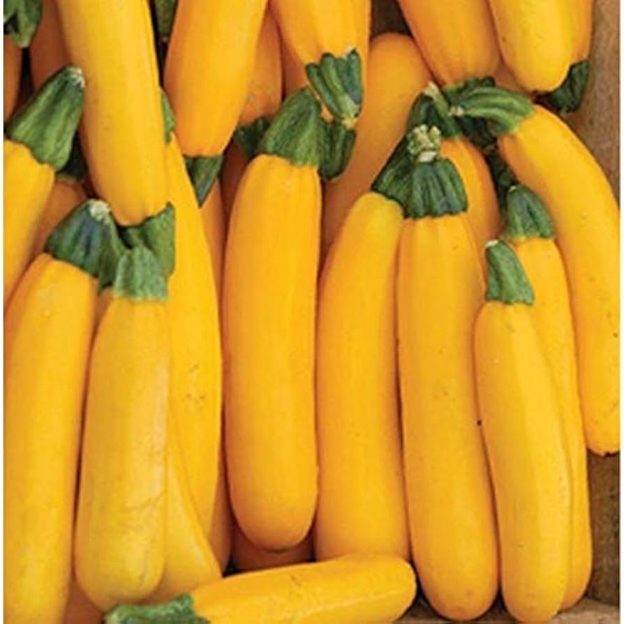 Squash Cucurbita pepo Goldener Sommer Crookneck vegetable seeds for planting in backyard or raised beds