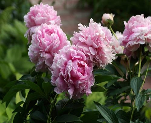 Pink Paeonia Flower - Heirloom, Non - Gmo Seeds