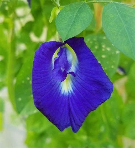 Butterfly Pea Seeds