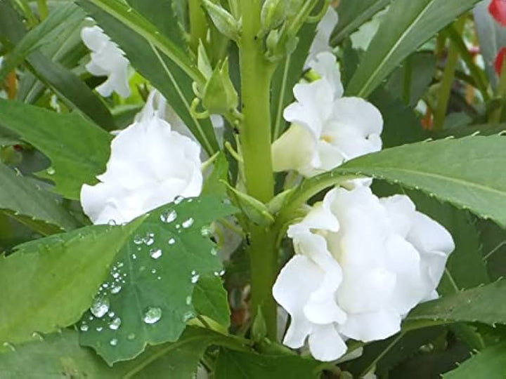 Heirloom Non-GMO White Balsamine Flower Seeds for Planting – Elegant Garden Annual Blooms