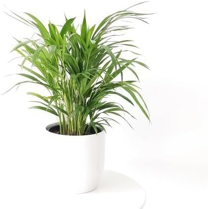 Green Chrysalidocarpus - Heirloom, Non - Gmo Seeds