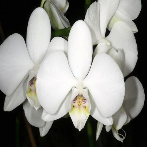 White Phalaenopsis Orchid Flower - Heirloom, Non - Gmo Seeds