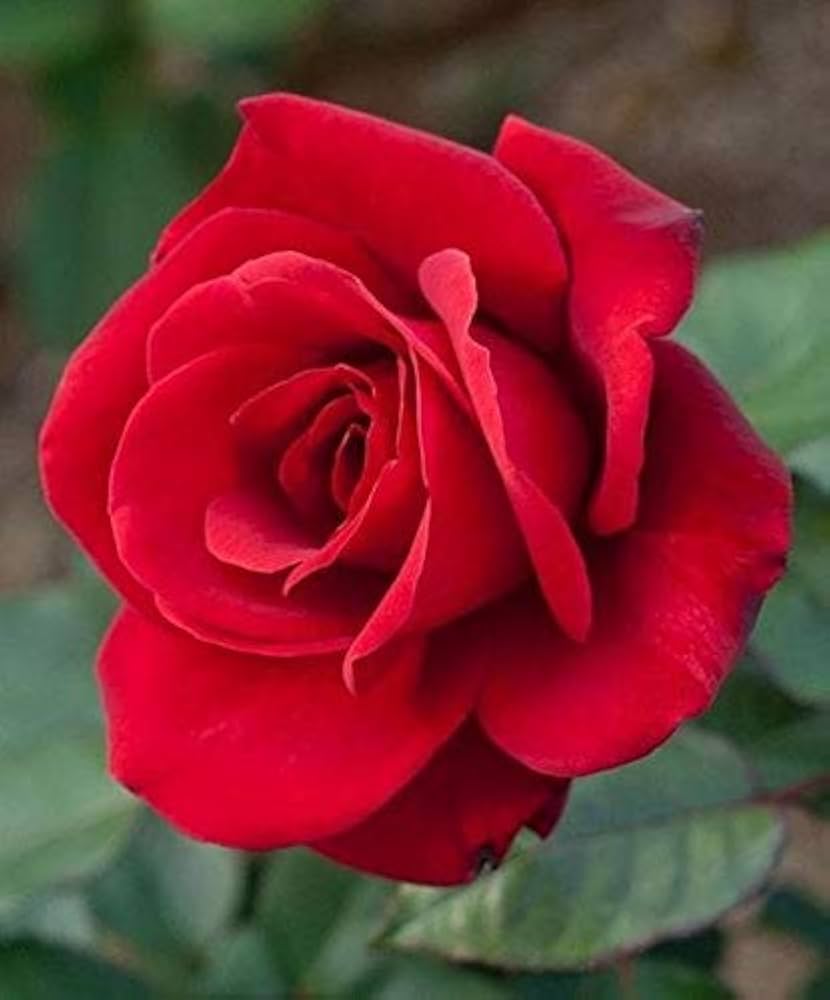 Rose Tree Standard Rosa Flower Seeds for Planting