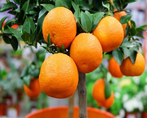 Orange Fruit - Heirloom, Non - Gmo Seeds