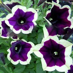 Dark Purple Magenta Petunia Flower Heirloom Non Gmo Image