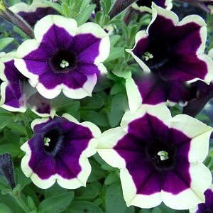 Dark Purple Magenta Petunia Flower Heirloom Non Gmo Image