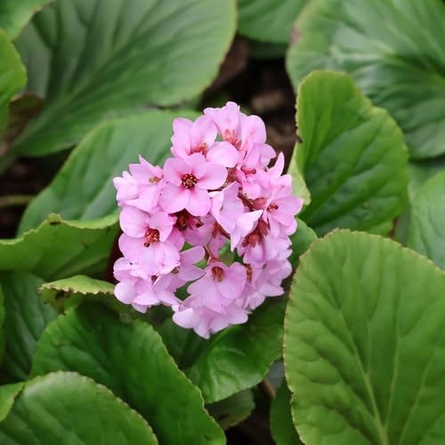 Pink Bergenia Flower - Heirloom, Non - Gmo Seeds